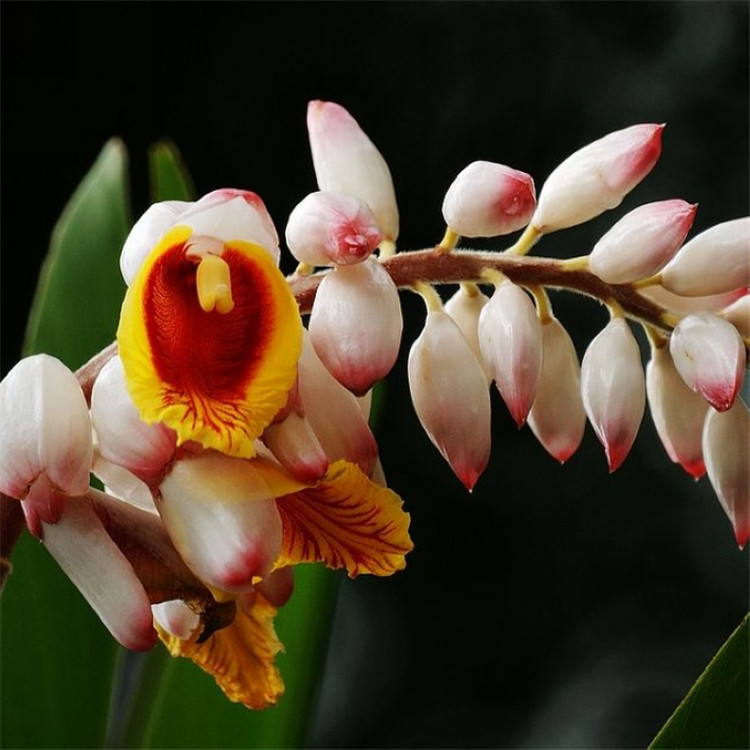 种子-大高良姜种子 优红豆蔻肉果玉果山姜可作调味品 肉豆蔻白蔻籽-种