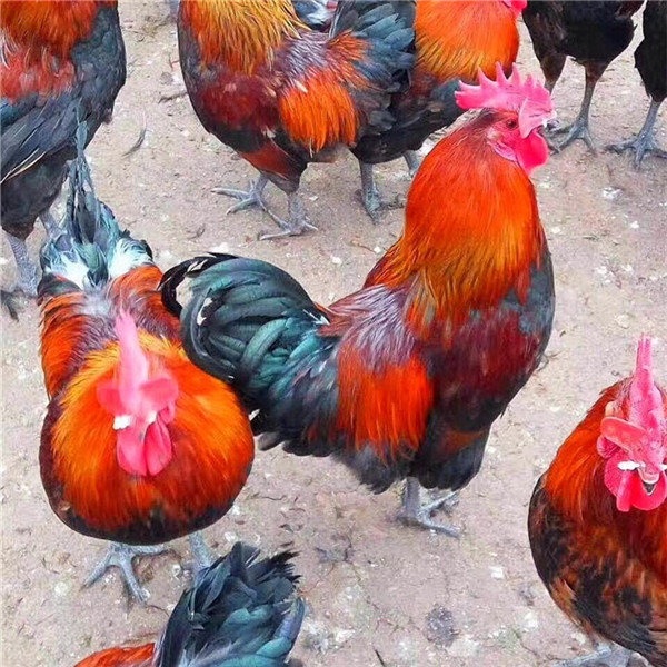 莒县五莲县岚山区东港区日照笨鸡苗草鸡苗柴鸡苗土鸡苗鹅苗雏