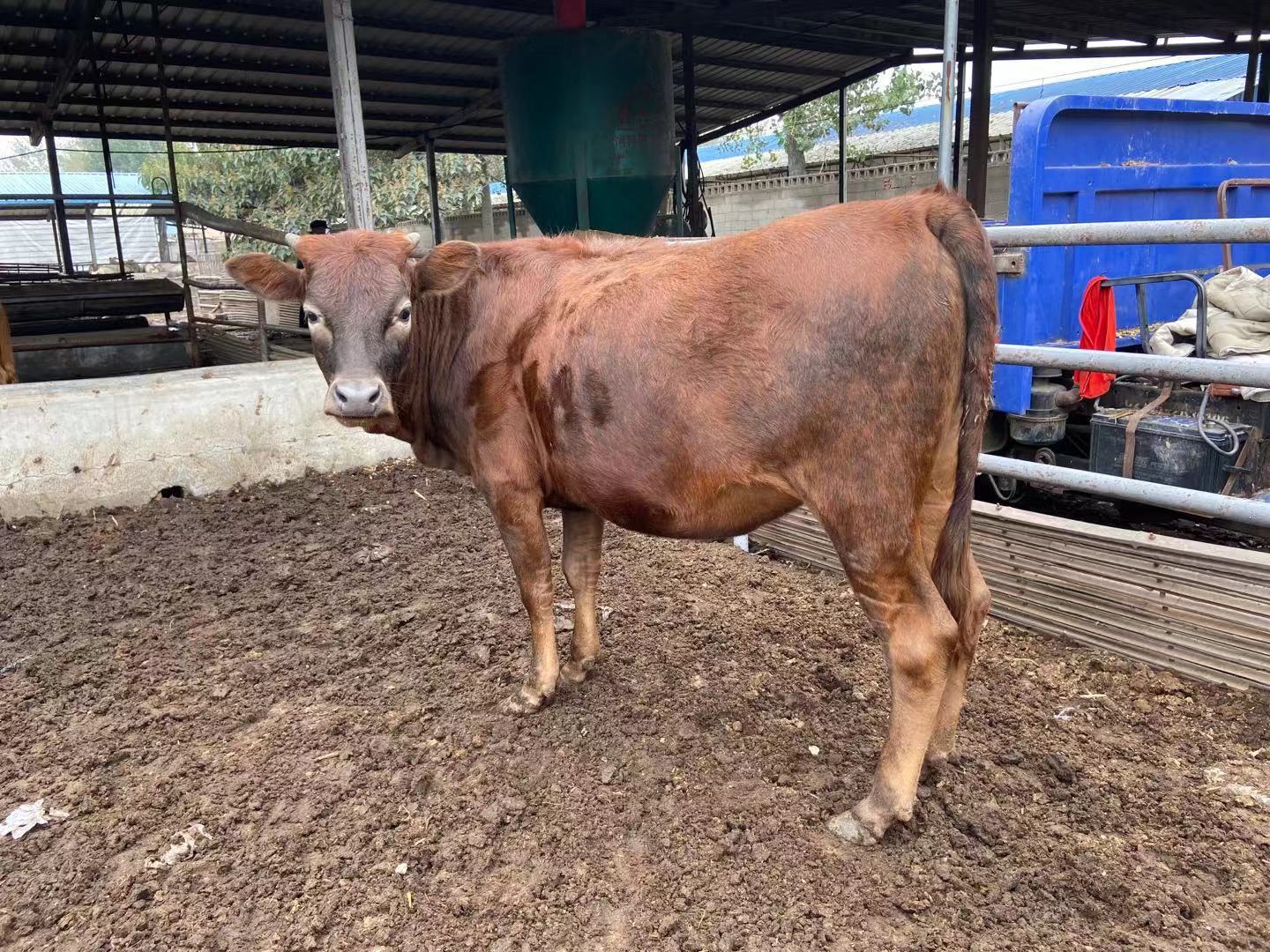 鲁西黄牛能长多重出生小牛犊价格 蓝达养殖场