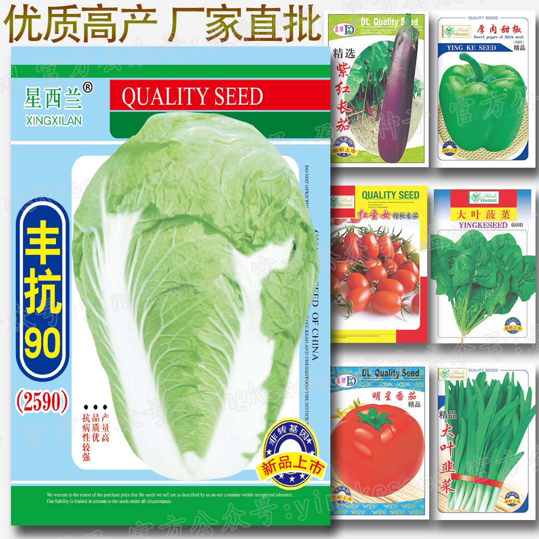 丰抗90大白菜种子 约500粒 黄芽菜90天100天120天大白菜种子批发