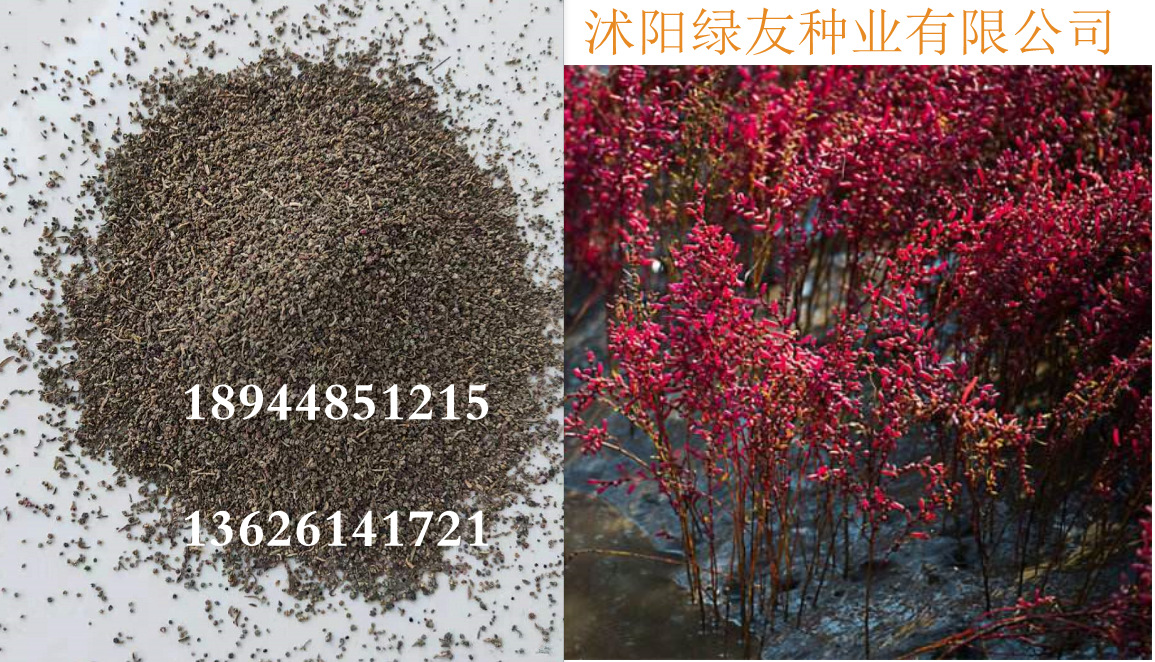 专业批发护坡草籽 披碱草 柽柳
