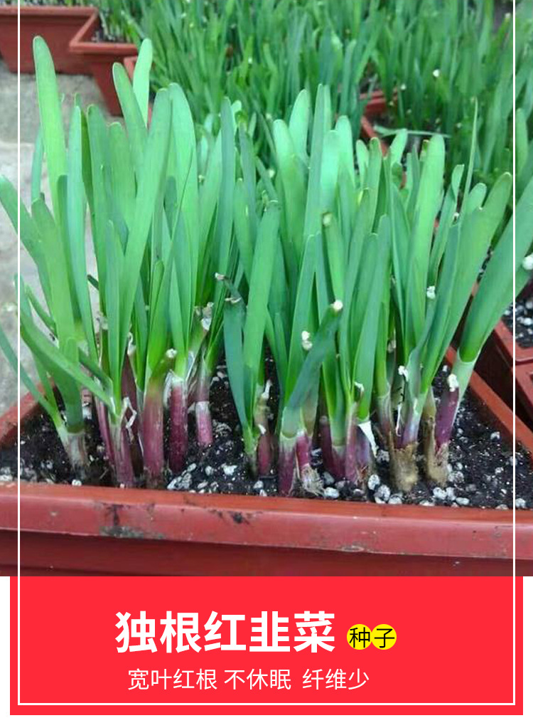 紫根红根韭菜籽独根红韭菜种子多年生蔬菜韭菜根阳台盆栽大田种孑