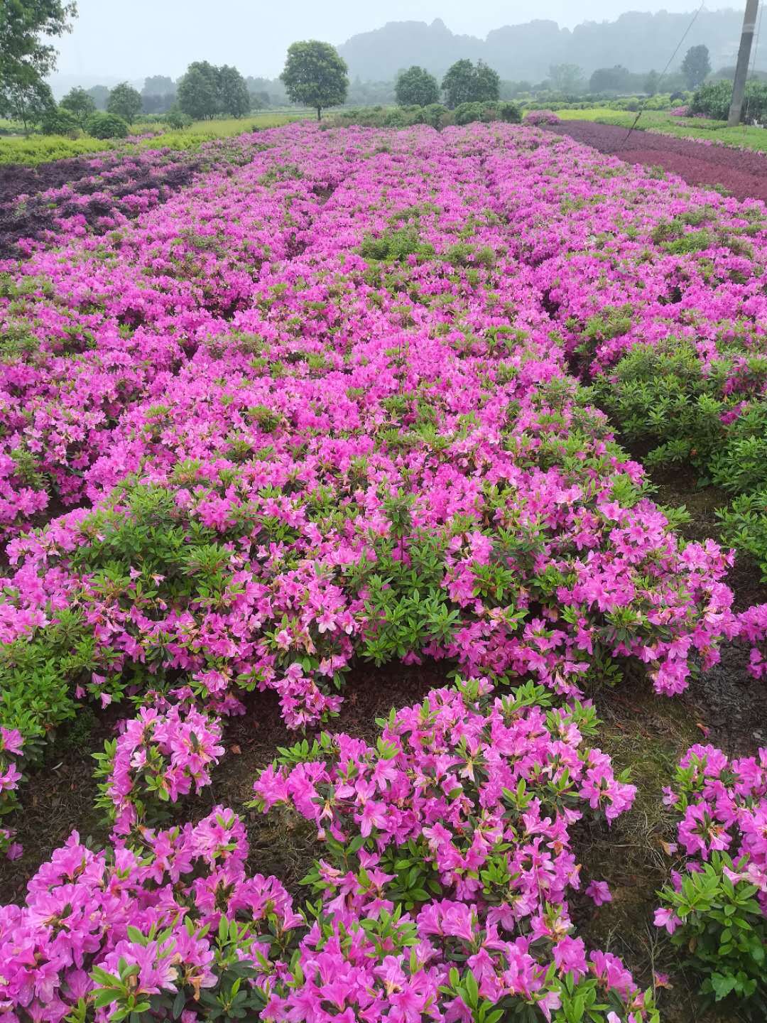 湖南农户直供灌木观花植物杜鹃球 春鹃 毛鹃 杜鹃花小苗批发