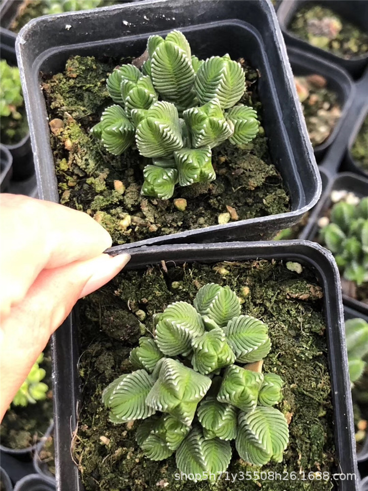 1155大棚限时批发多肉品种 达摩绿塔母本群多肉老桩植物裸根限量