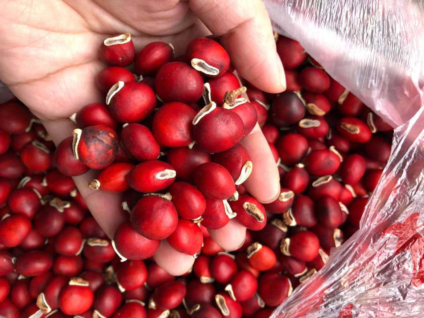 供应鄂西红豆种子 红豆种子价格 花梨木种子批发