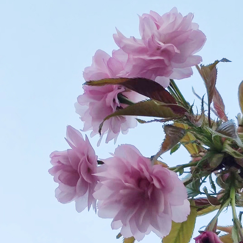 山东菊枝垂樱花小苗产地直供多规格1-10公分菊枝垂的价格行情报价