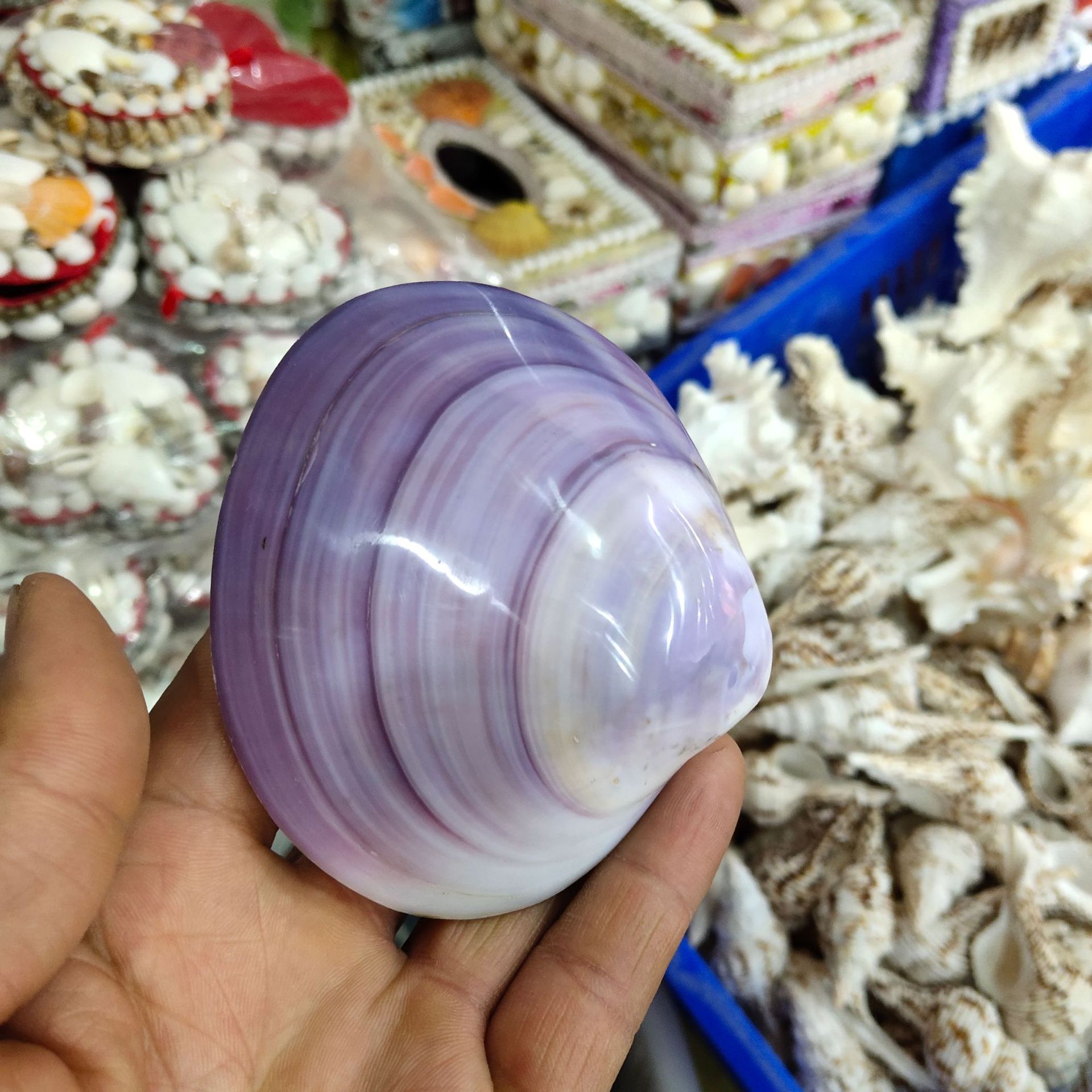双壳紫蛤 亮光蚌壳 天然颜色海螺贝壳热销橱窗摆件工艺品批发