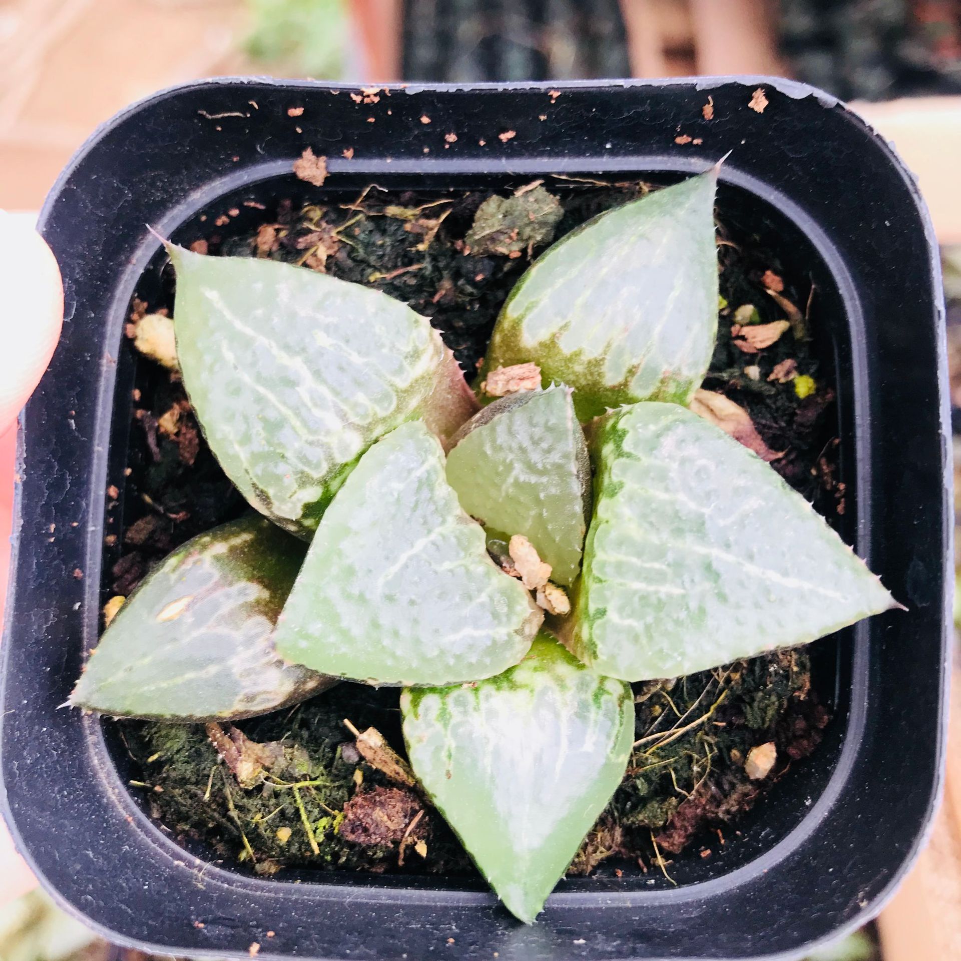 多肉植物 十二卷属多肉盆栽 酒吞童子室内植物盆栽多肉组合 玉露