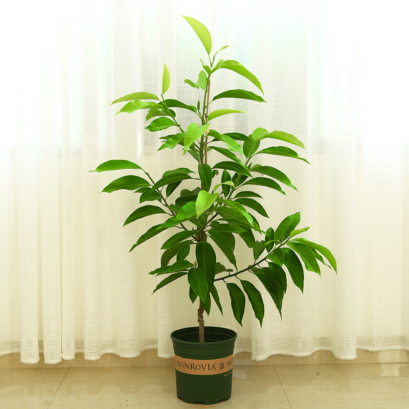 白兰花盆栽白玉兰花树苗浓香型室内白玉兰小盆栽四季庭院花卉植物