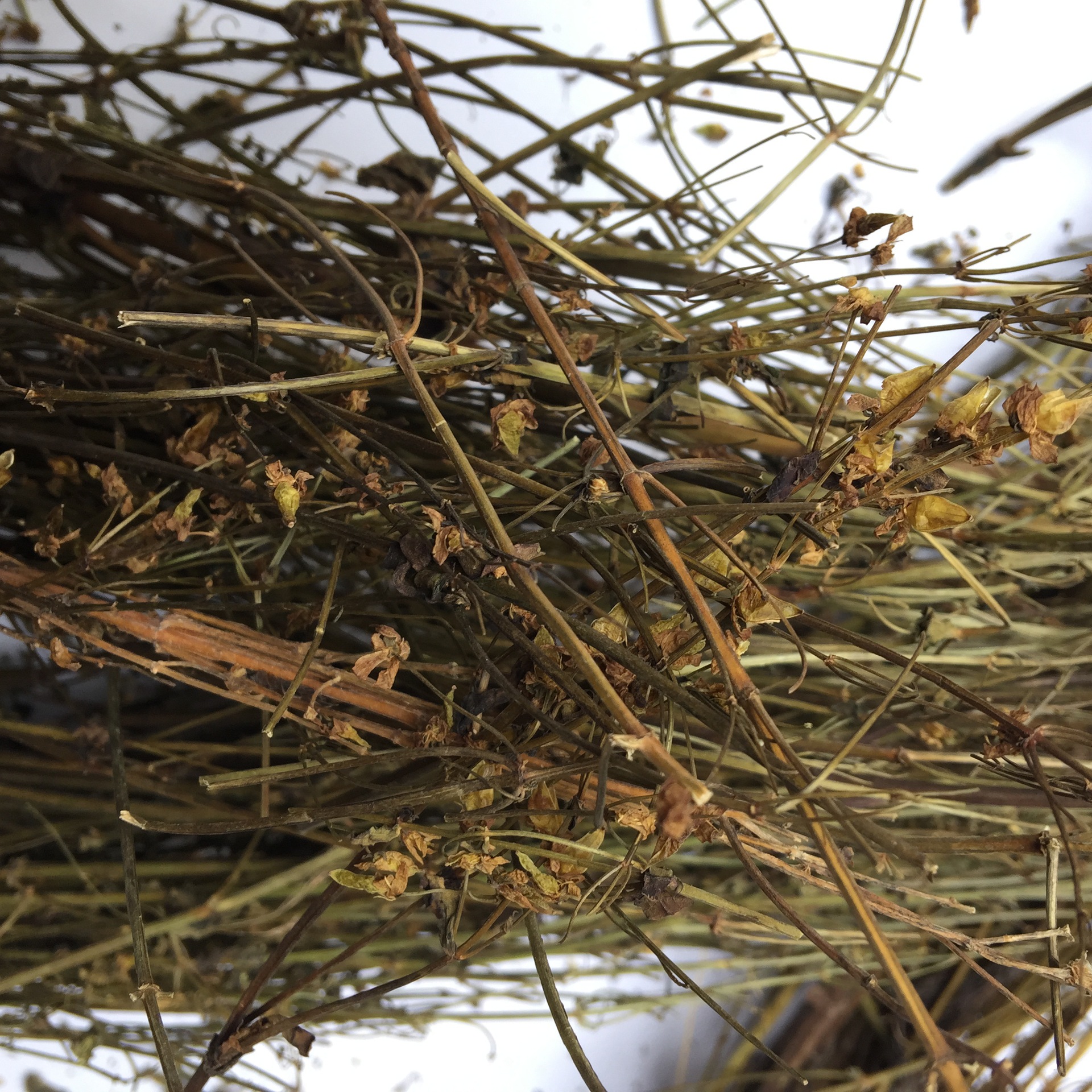 批发藏茵陈西藏茵陈草药食同源h