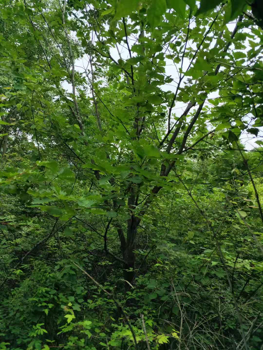 苗圃供应 现货 丛生蒙古栎精品园冠10--40蒙古栎 蒙古栎小苗