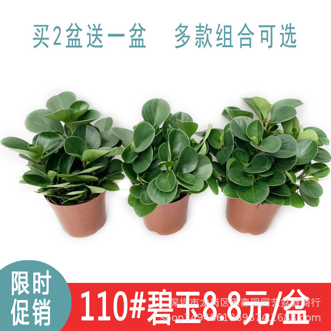 碧玉盆栽豆瓣绿植物水培室内小家红背椒草多肉植物迷你白脉皱叶