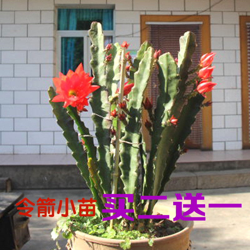 多肉植物 仙人掌嫁接令箭荷花蟹爪兰苗带根四季开花室内花卉盆栽