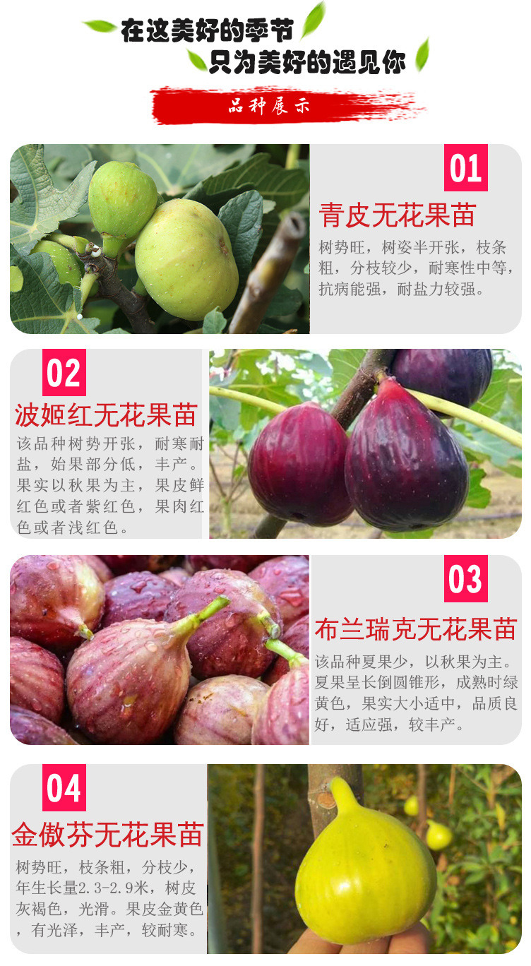 基地出售品种无花果苗波姬红布兰瑞克大青皮金傲芬无花果苗批价格