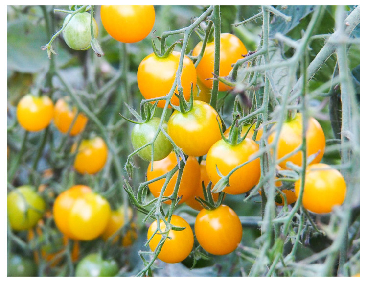 黄珍珠小番茄种子绿珍珠番茄种子小西红柿圣女果樱桃番茄籽阳台