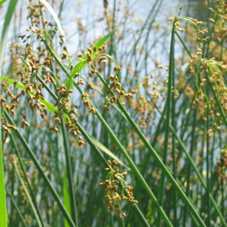 大量供应各种水生植物三棱水葱芦苇水葱菖蒲水仙花全国批发