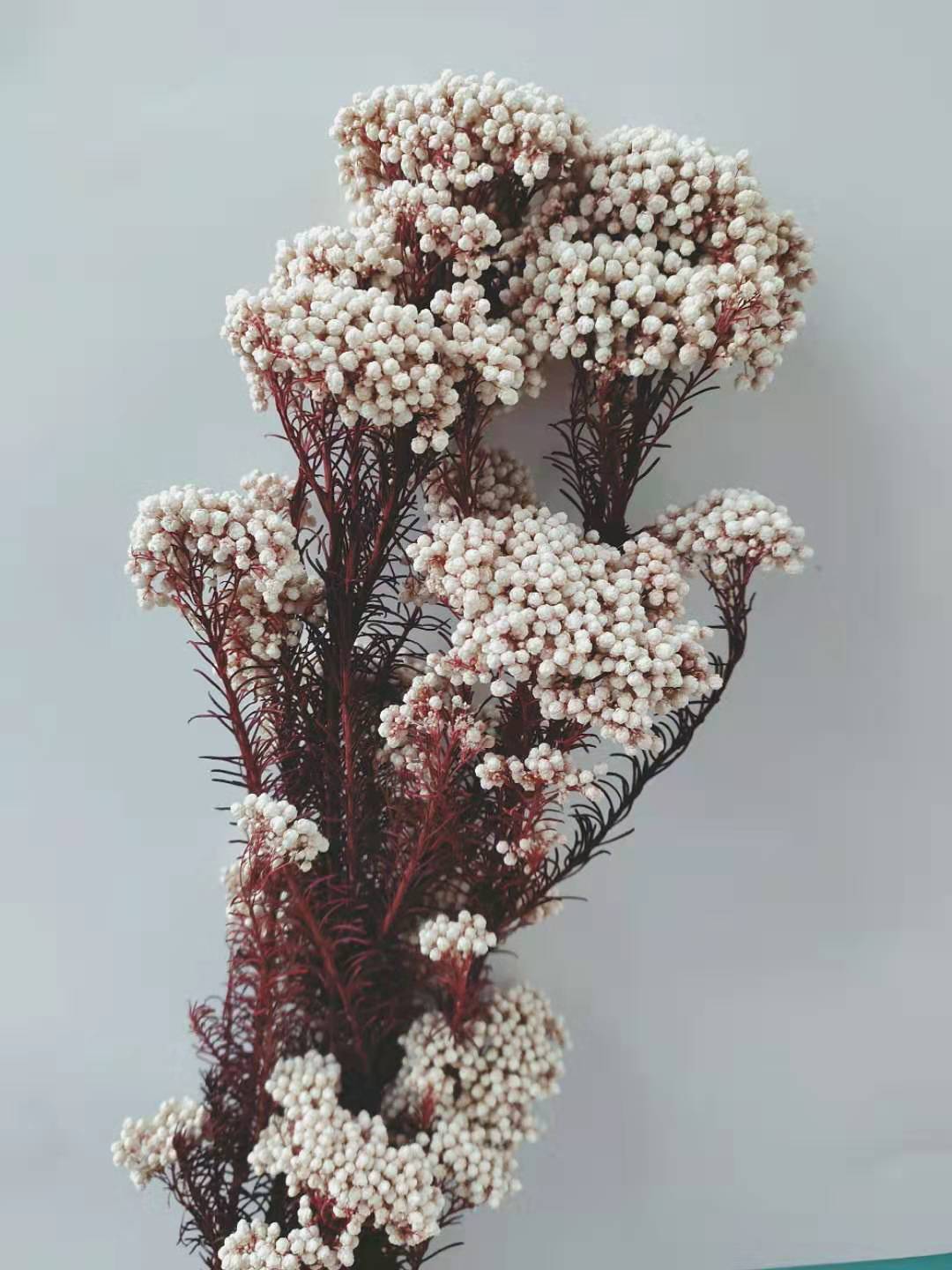 【米花】天然永生干花 永生花花材 永生花米花