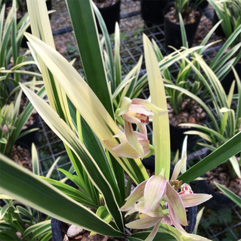 兰花锦旗建兰浓香兰草四季室内花卉盆栽盆景