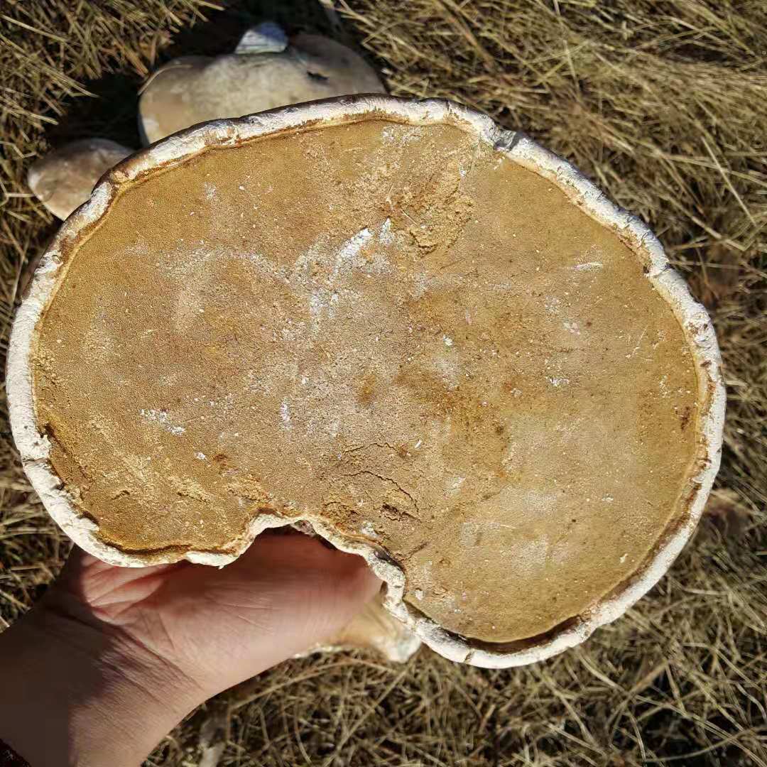 长白山新货大兴安岭产地野生白灵芝玉散装自然晾晒可切片