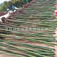 售园林绿化香樟树大小叶樟公园小区湿地厂房荒山储备林行道香樟树