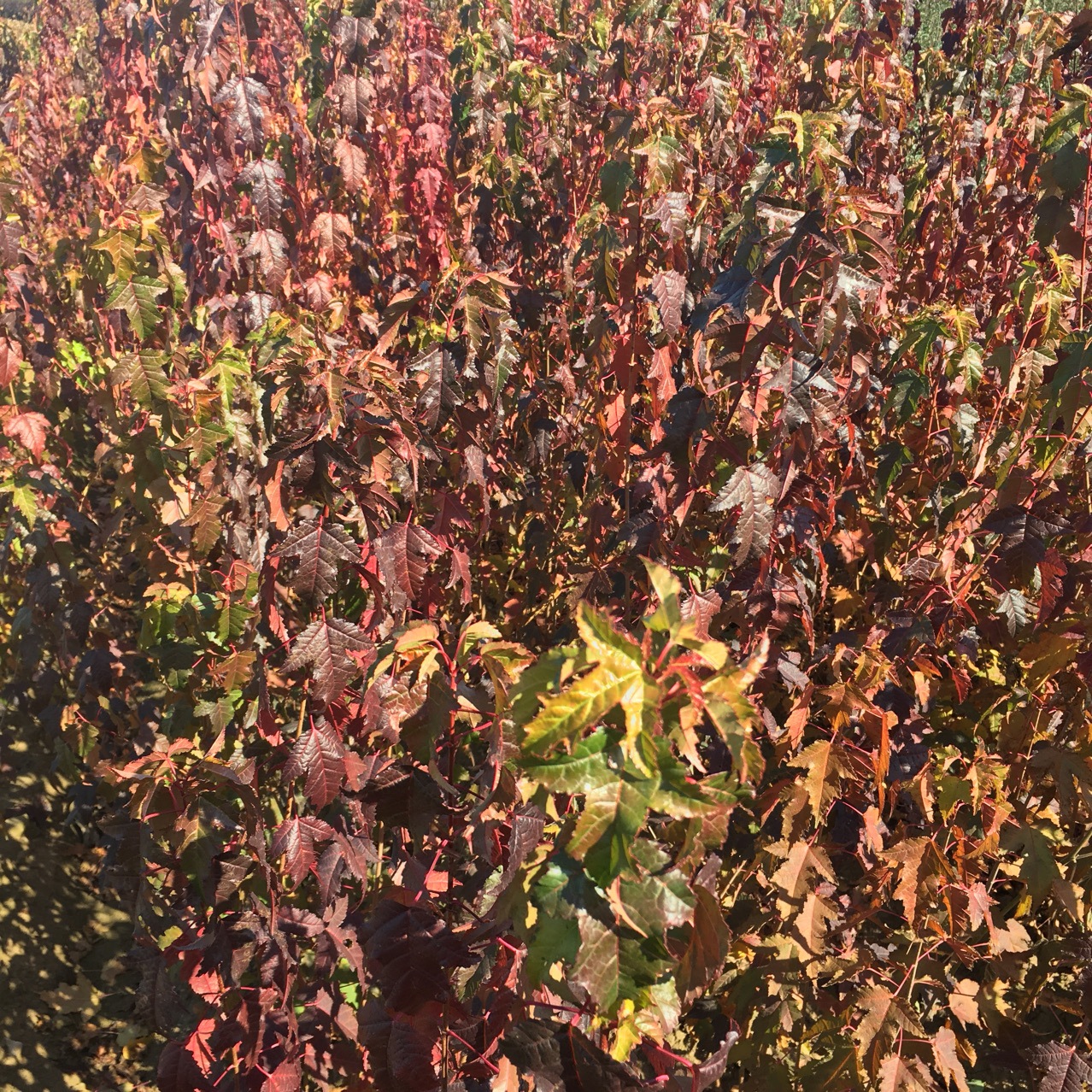 【苗木种子】:紫叶小檗,文冠果,水腊,紫丁香,四季丁香,东北连翘,四季