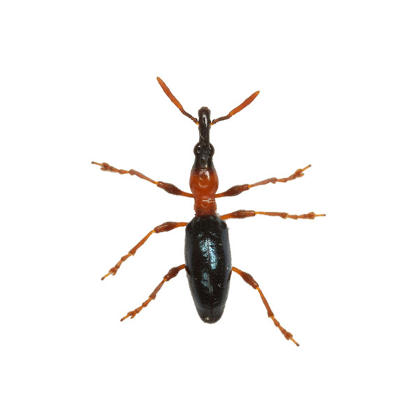 中捷四方昆虫信息素甘薯小象甲诱芯 cylas formicarius