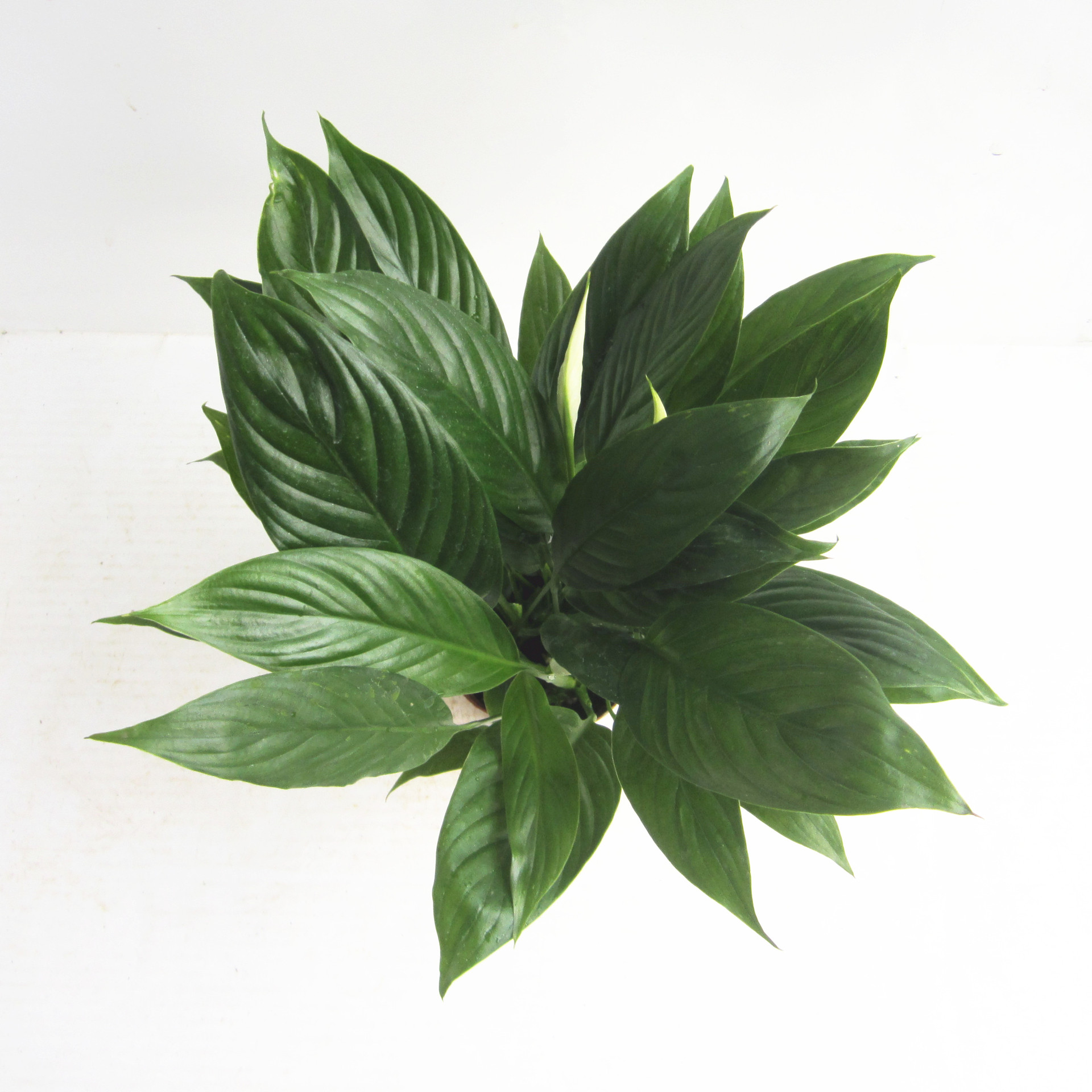 【基地直供】白鹤芋多年生草本一帆风顺白掌绿植小盆栽 美酒白掌