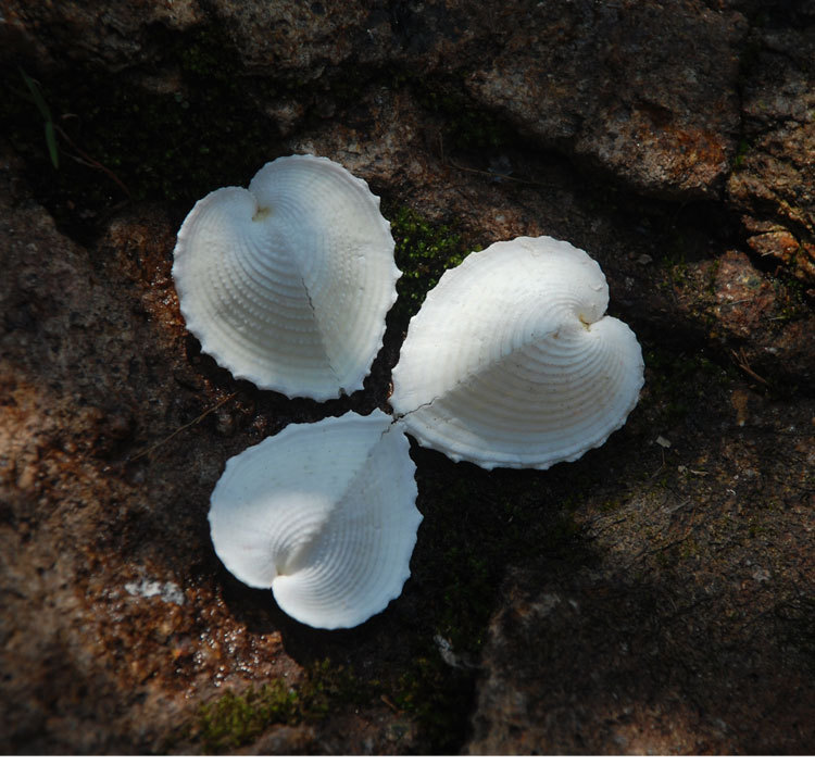 鸡心蛤贝壳海螺 心形贝壳 爱心贝心鸟蛤鱼缸地台婚庆礼品天然标本
