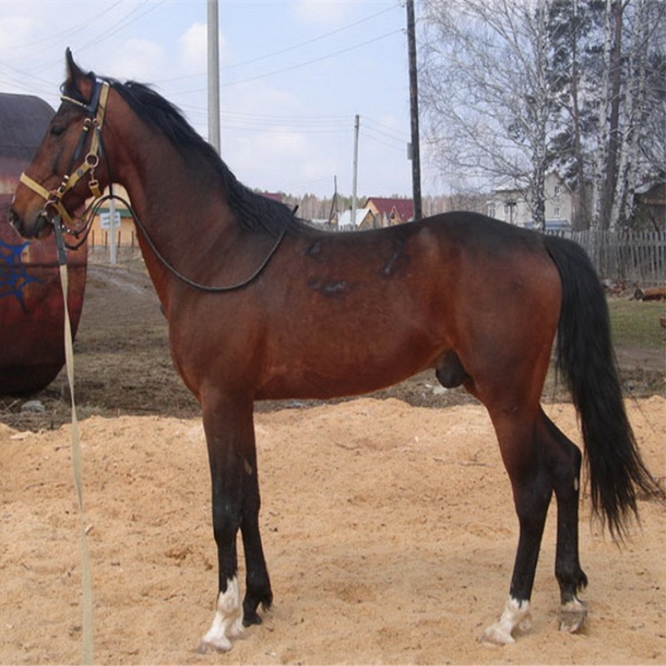 出售马匹品种伊犁马三河马270匹商用娱乐圈蒙古马品种马的价格