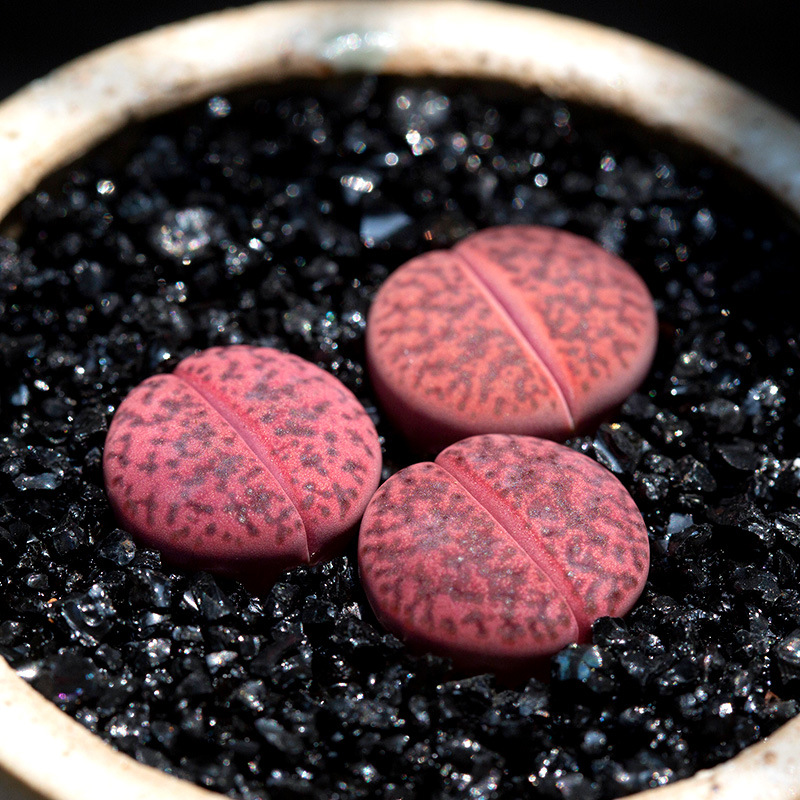 紫石榴生石花pp花多肉植物贵货精品屁股花屁屁花超萌肉肉