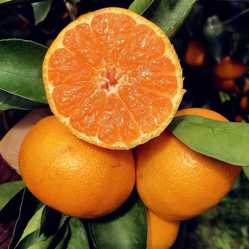 涌泉蜜桔台州黄岩无核早熟宫川橘子新鲜水果浙江特产桔子爆桔包邮