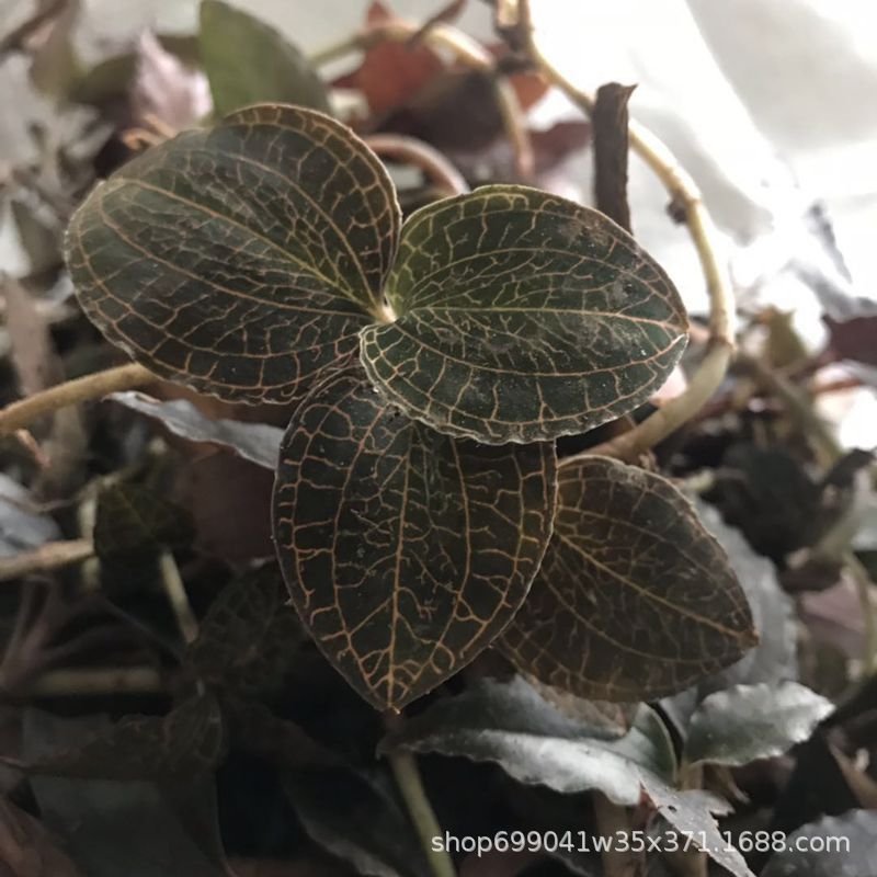 广西桂林新鲜金线莲金线草鲜品现摘产地批发