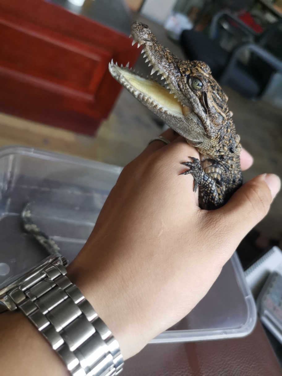 小鳄鱼,养殖宠物,山东哪里有小鳄鱼,福建鳄鱼养殖场哪家好