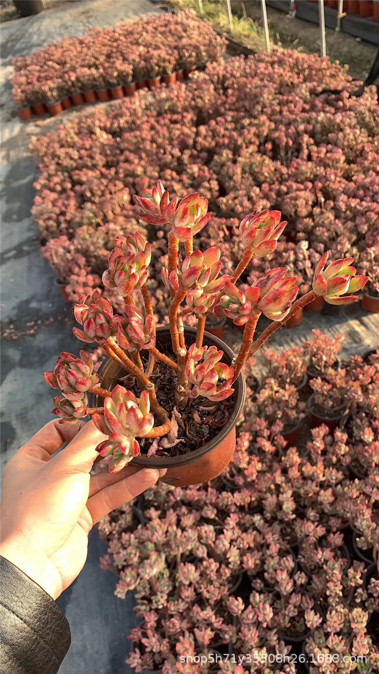 云南种植多肉植物大棚批发 红稚莲老桩群盆14cm多肉状态实拍-阿里巴巴