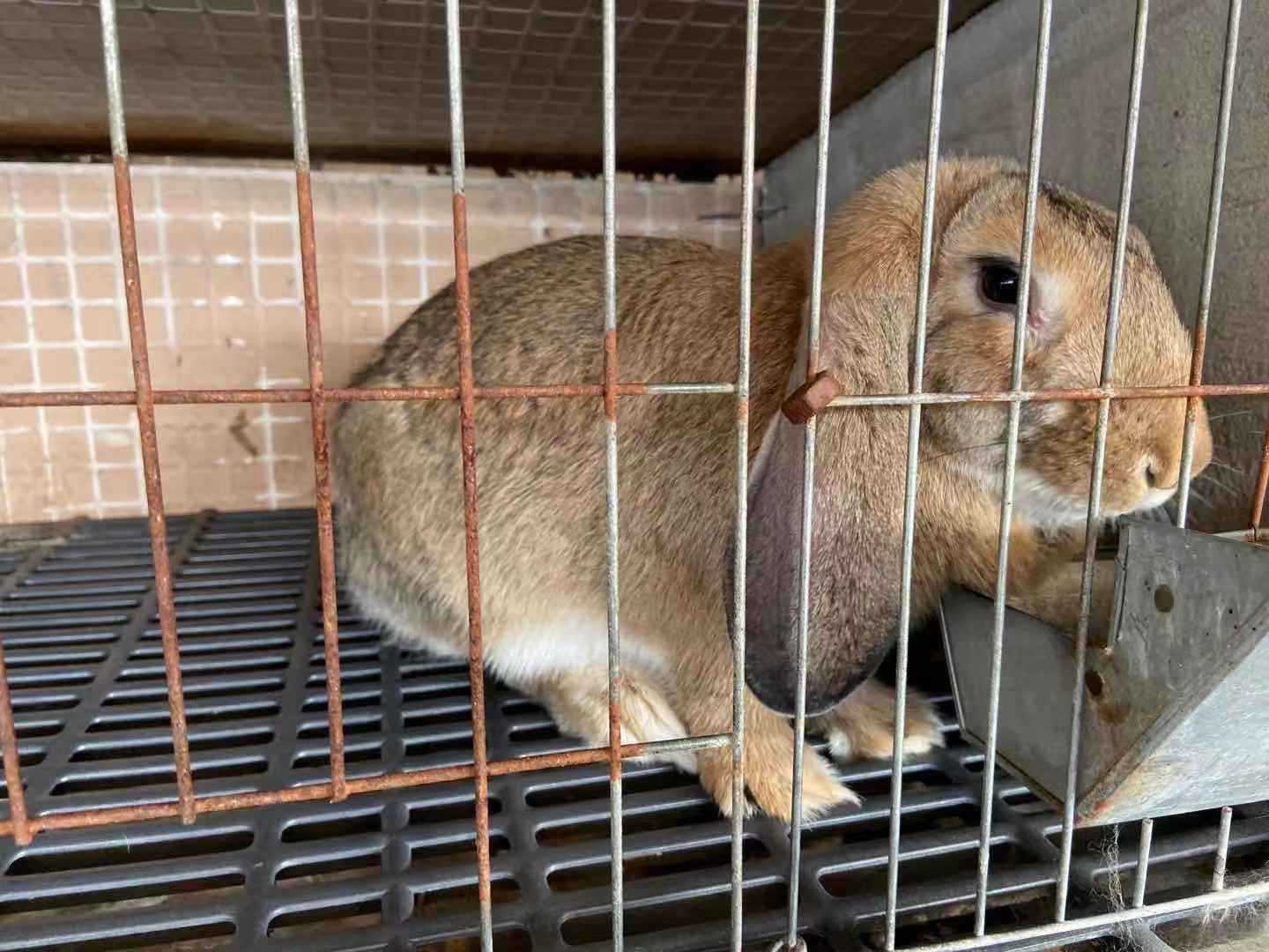 大量出售活体幼苗公羊兔 大个公羊兔活体兔子