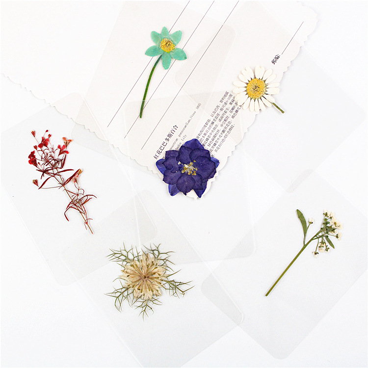 塑封干花书签植物标本书签树叶过塑真树叶过塑书签贴画收藏无标签