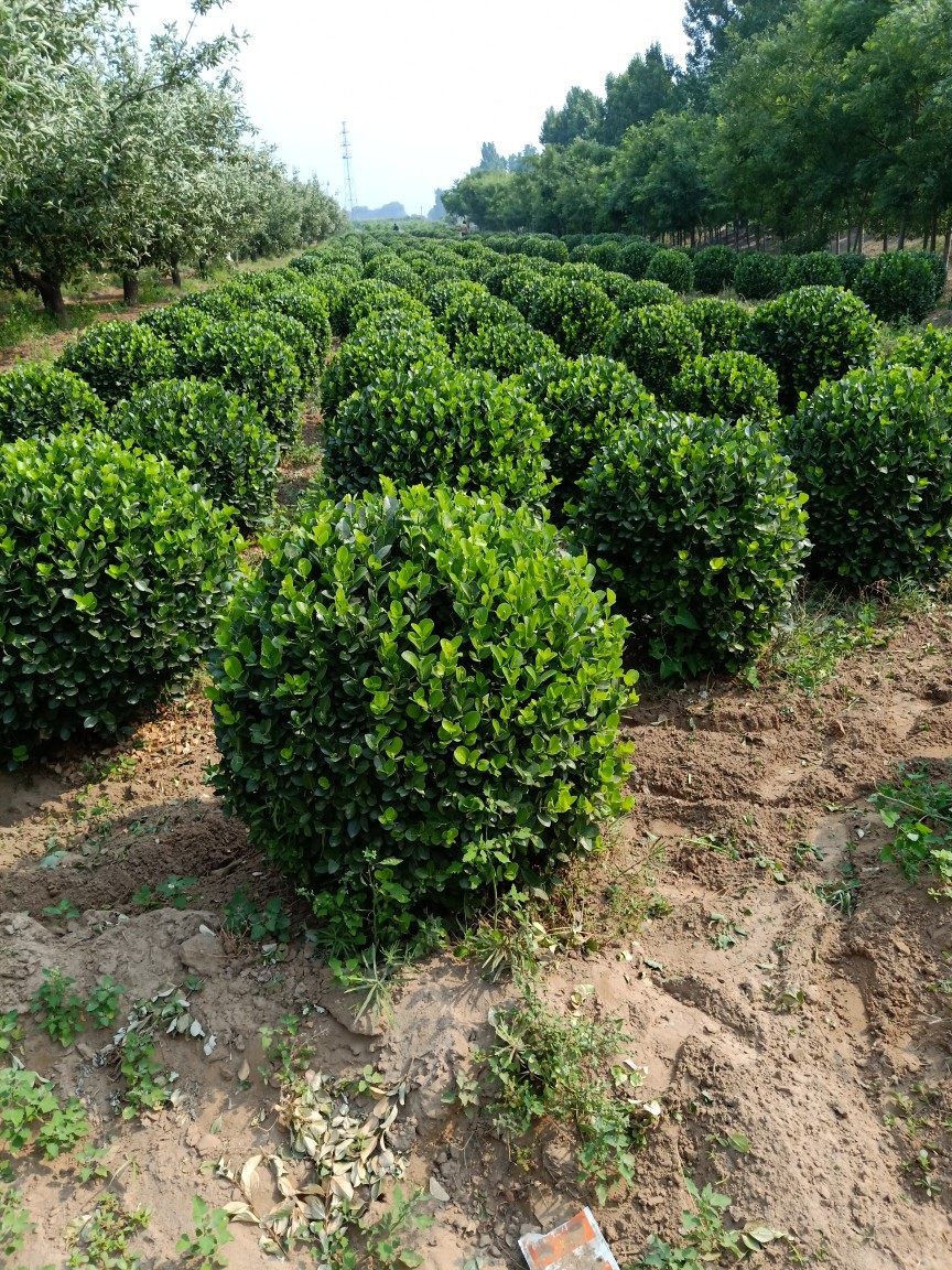 河北衡水 冬青球儿 卫矛球 大叶黄杨球 华北卫矛球 绿篱卫矛床苗