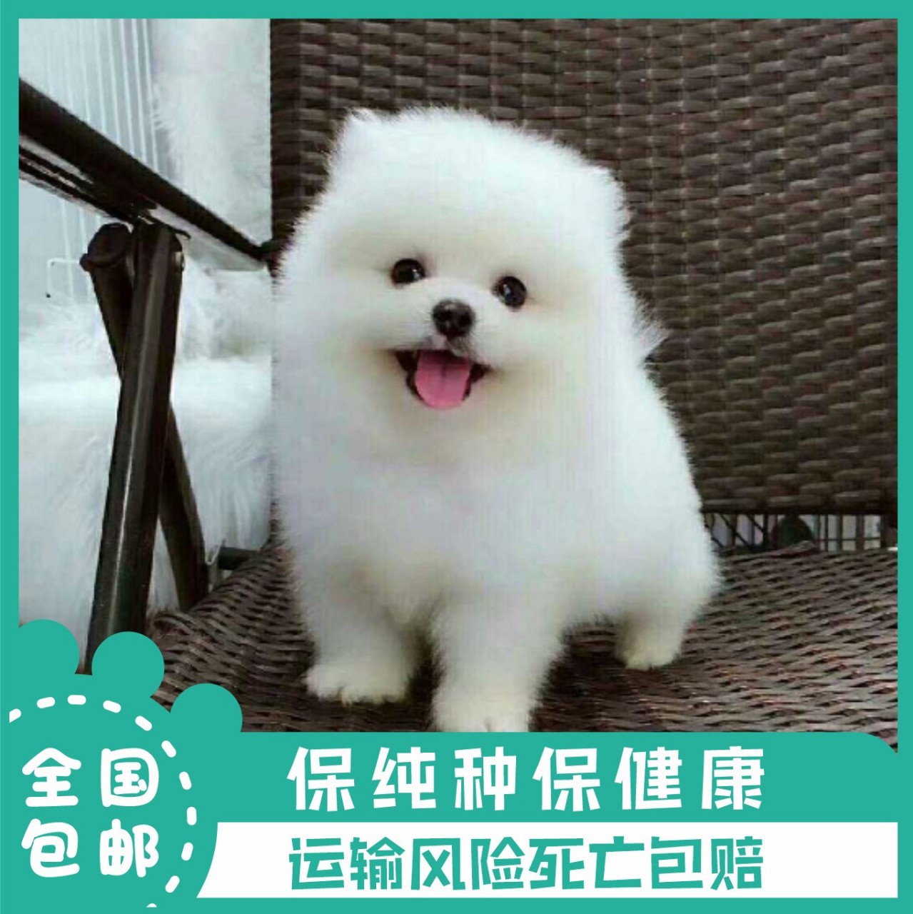 博美犬活体宠物狗俊介哈多利球体茶杯犬白色小型犬幼犬哪卖博美犬