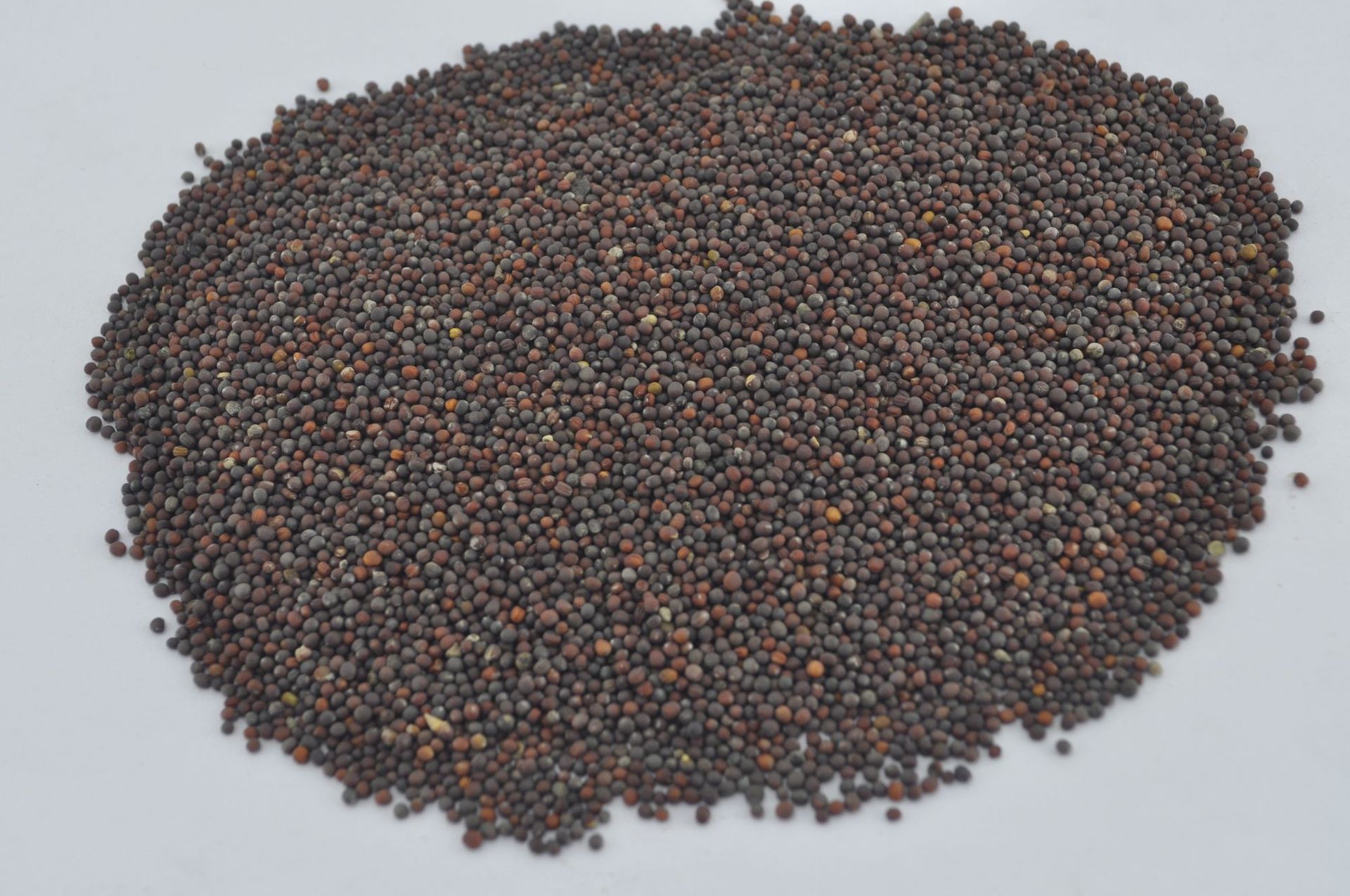 厂家直销园林牧草观赏油菜花元旦景观花海花卉南方油菜花现货批发