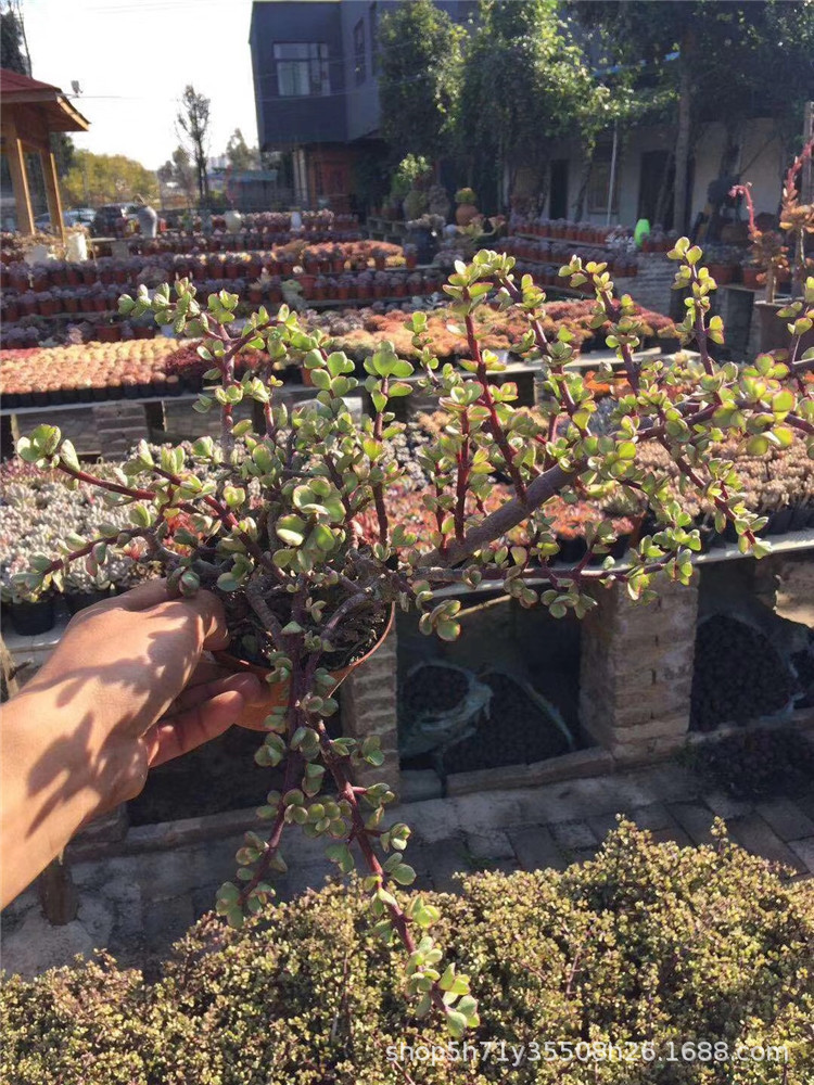 156大棚直销多肉品种 雅乐之舞老桩群生冠幅30cm左右多肉植物