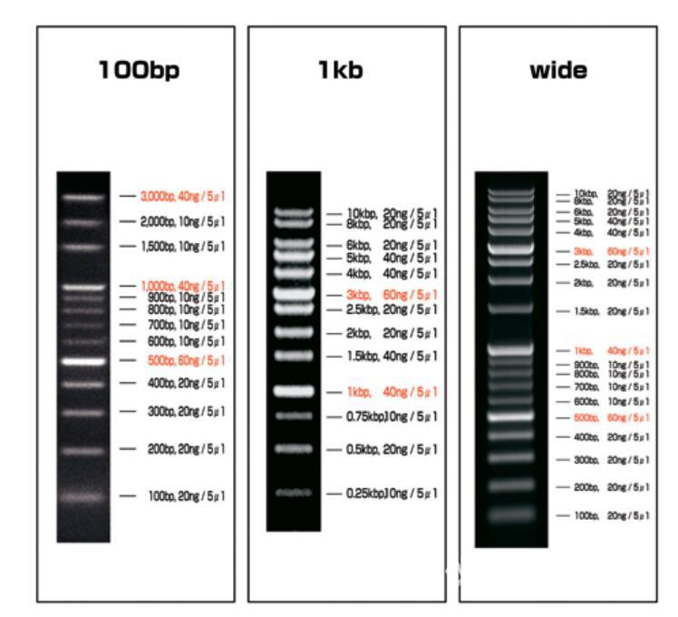 日本violamo常温保存核酸梯度带,核酸分子量标样dna marker