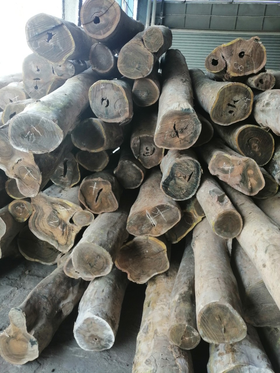 大量供应阿根廷绿檀原木阿根廷绿檀高档家具雕刻工艺品现货