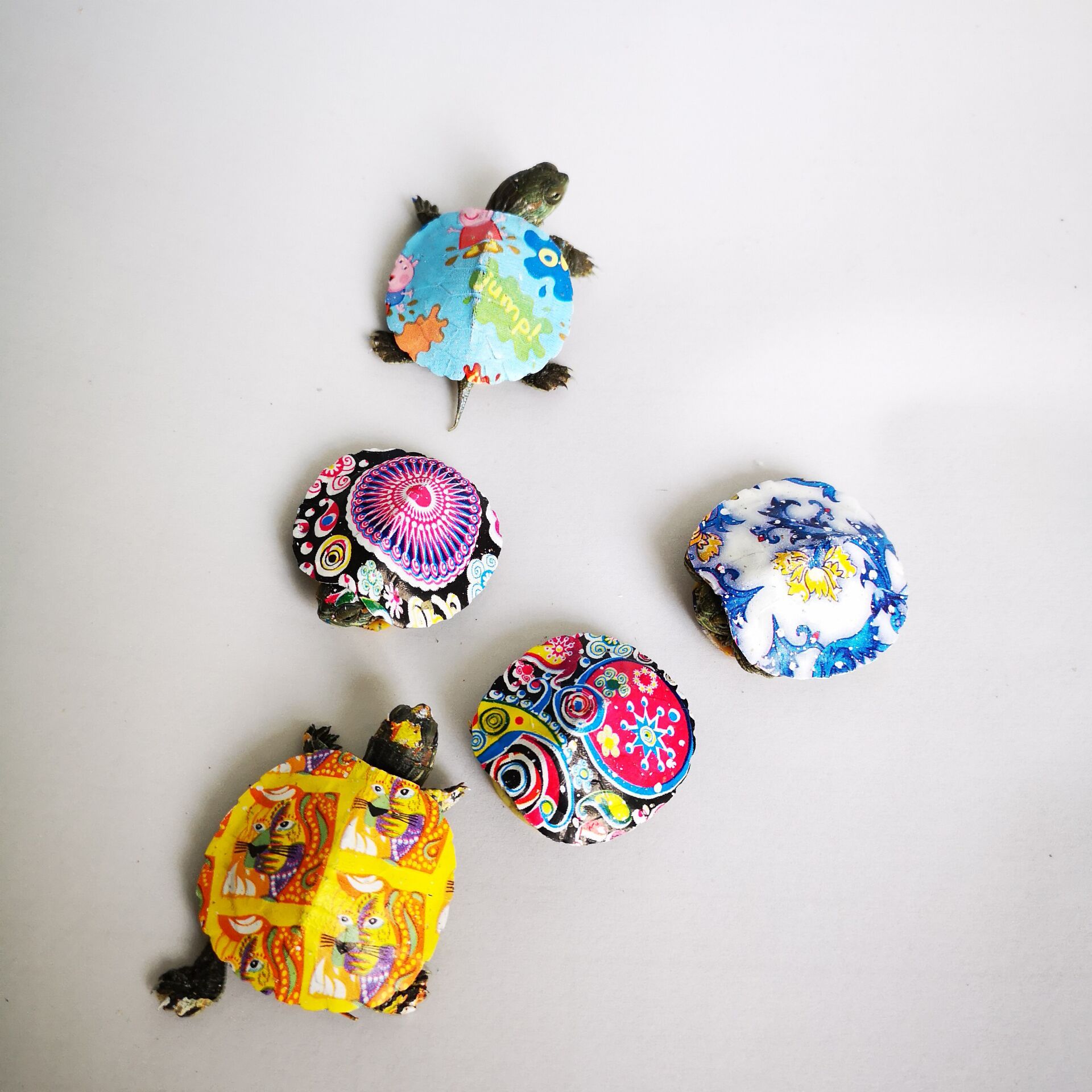 炫彩小乌龟网红七彩小乌龟活体宠物龟彩绘彩色红耳龟厂家直销