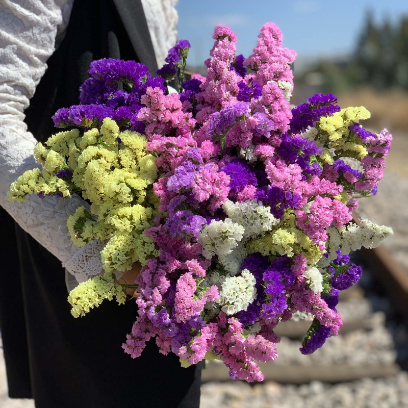 空运云南高品质鲜切花多彩勿忘我鲜切花一件无痕代发