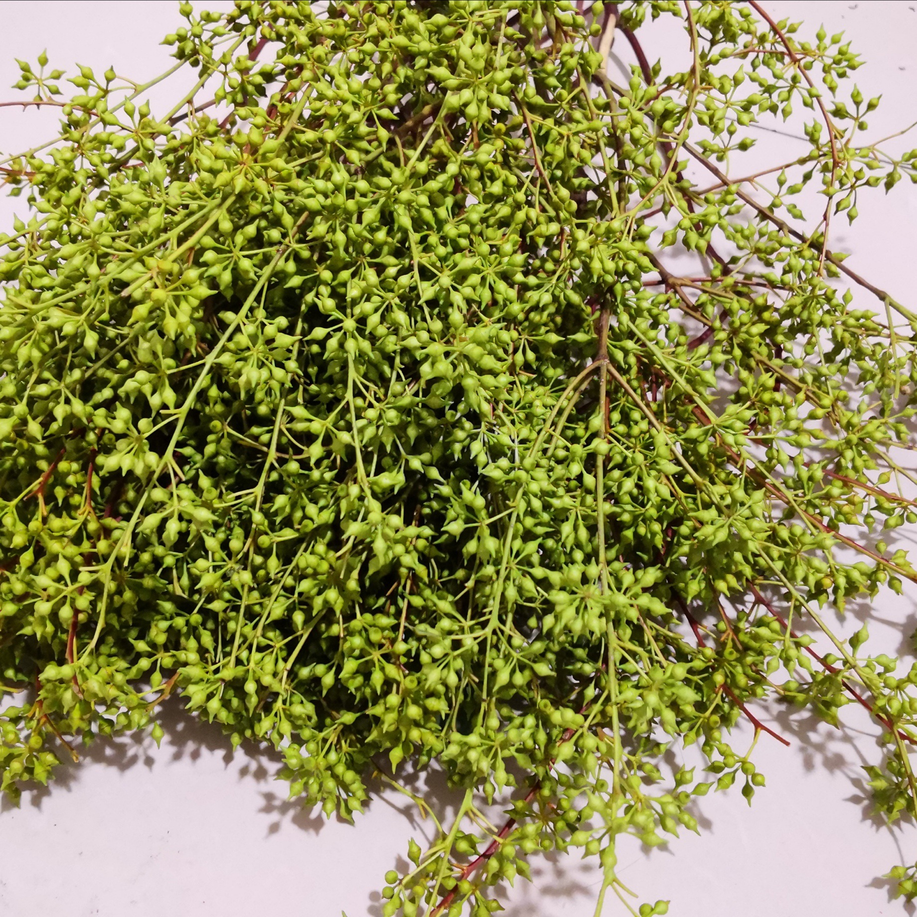 花云聚品种尤加利是否进口否分类自然干花货号尤加利果类型果实商品