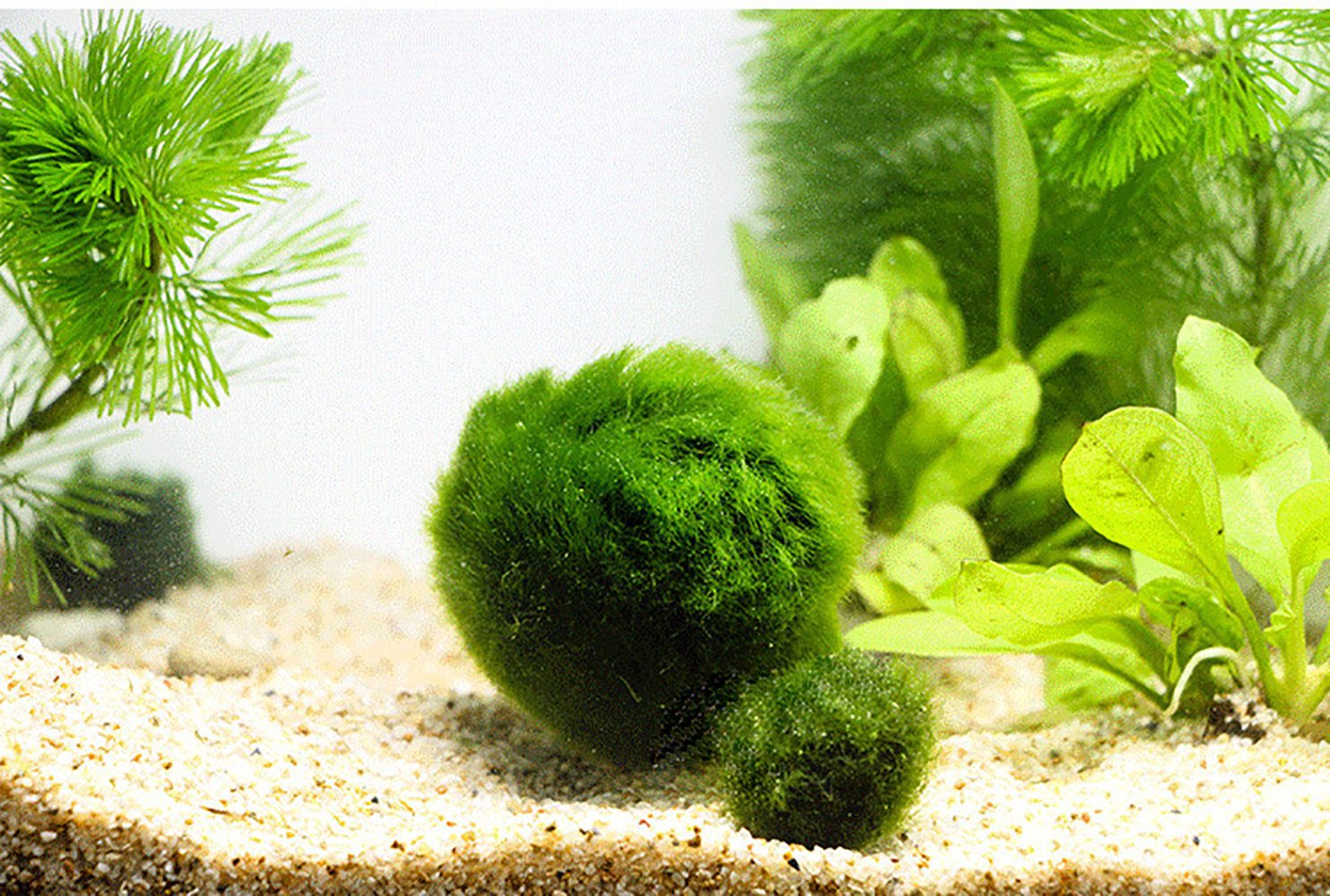 活体绿藻球观赏真水草鱼缸水族箱造景装饰小号海藻球生态瓶水藻球