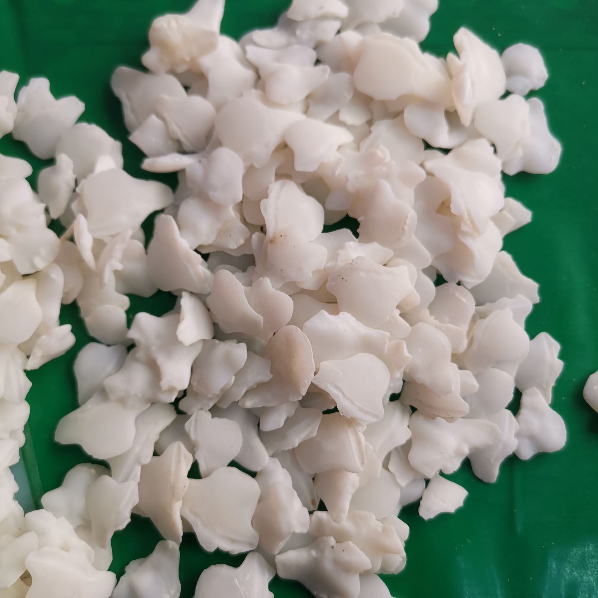 中药材 鱼脑石 大鱼脑石 鱼首石 鱼枕骨 石首骨