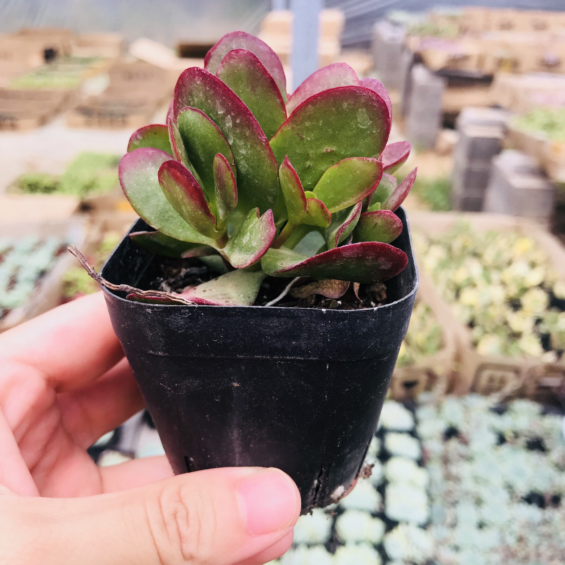 多肉植物 多肉盆栽批发 多头群生老桩盆栽组合花卉 紫蝶多肉基地