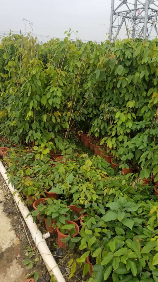 903供应禾雀花152米盆苗紫色花油麻藤容器苗