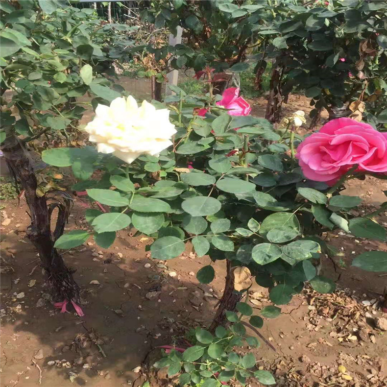 基地批发树状月季 蔷薇花苗 老桩月季品种 2-8公分月季树形苗